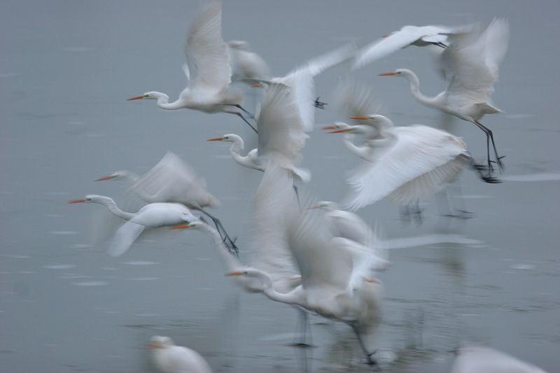 Aironi nelle valli di Argenta (foto S. Stignani)